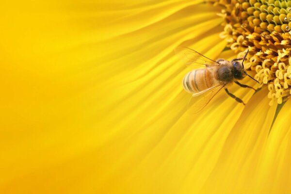 Color amarillo abeja insecto