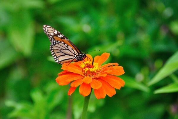 Beautiful butterfly on an orange flower