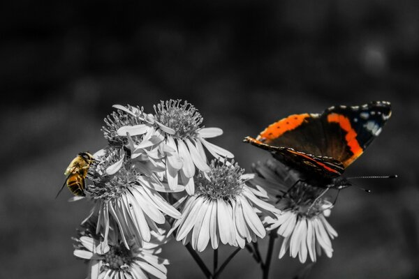 Abeille et papillon sur des fleurs en noir et blanc