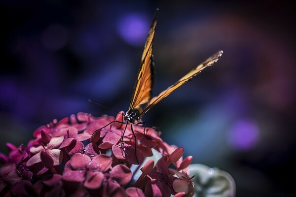 Ein Schmetterling auf einer Blume, ein Insekt in der Natur