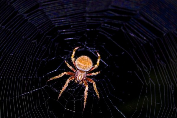 A beautiful spider in the depths of darkness