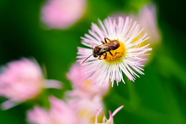 Sommerfarben auf Naturbildern