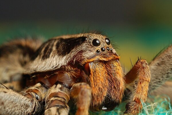 Photographie macro d une araignée dans la nature