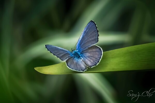 Blauer Schmetterling sitzt auf einem grünen Blatt