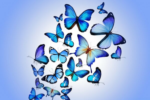 The dance of trouble-free blue butterflies