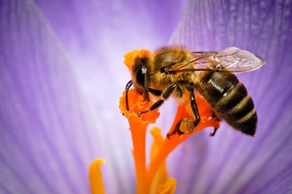 Insect of the wild nature bee