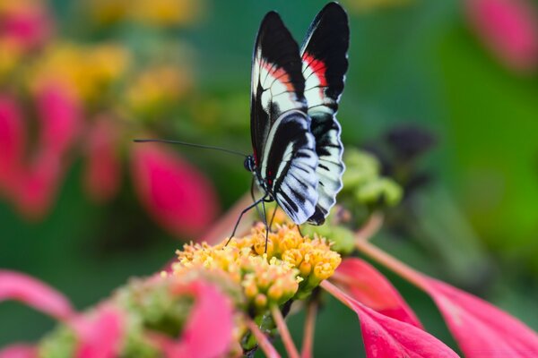 Schöner Schmetterling auf Blume Makro