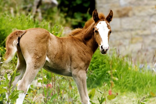 Animal mammal horse in the hayfield