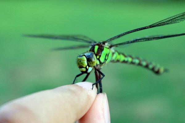 Insecte de la faune libellule