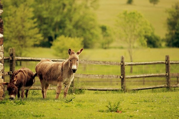 Two cute donkeys grazing on a farm