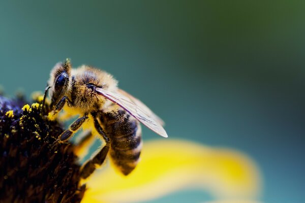 Abeja en el núcleo de la planta