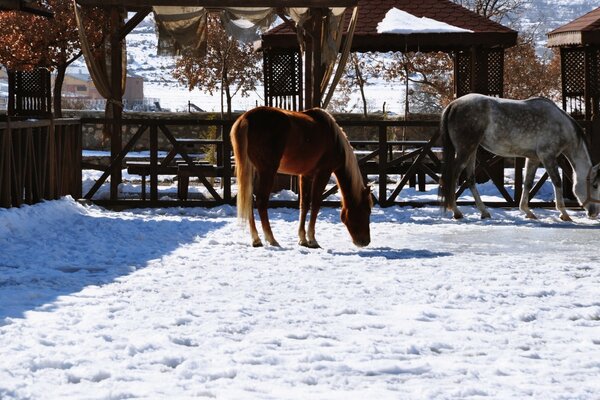 Paseando dos caballos en el corral en invierno