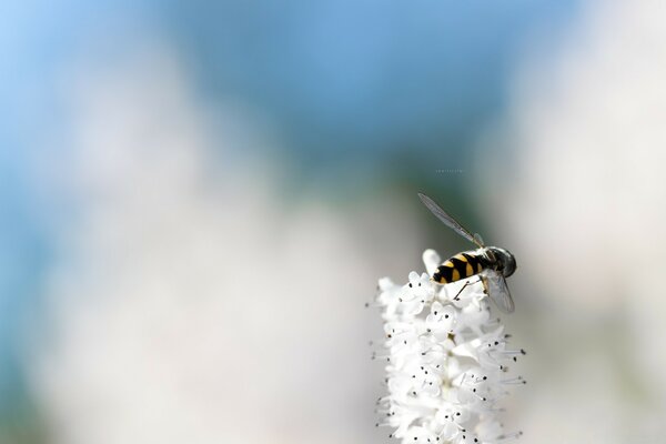 A wasp landed on a white flower