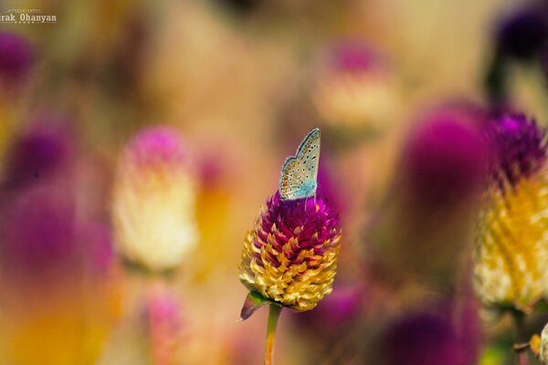 Papillon recueille nectar floral