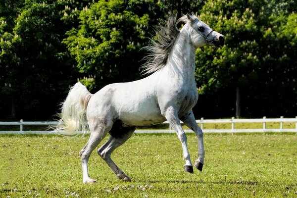 A gray horse gallops on the grass