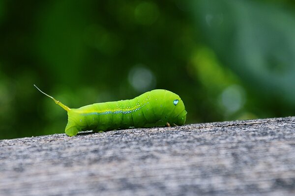 The green caterpillar. A caterpillar on a tree. Insects. Microcosm