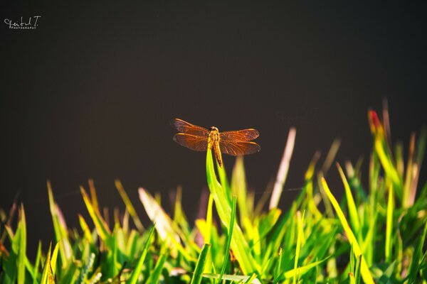 Libélula de vida silvestre de insectos