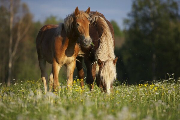 Horse and foal grazing in a meadow