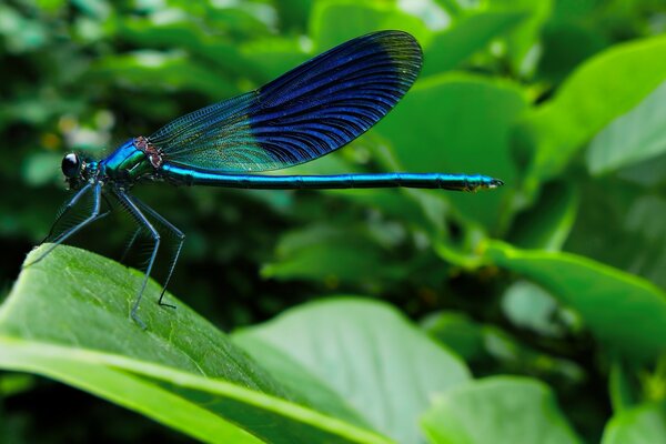 Libellule sur une feuille verte