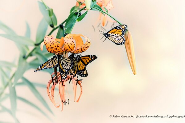 Schmetterlinge, die auf Lilienblüten gefüttert werden