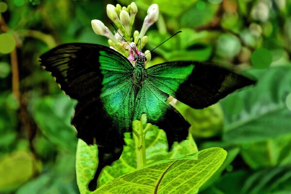 A green butterfly on green leaves. Summer. Juicy greens