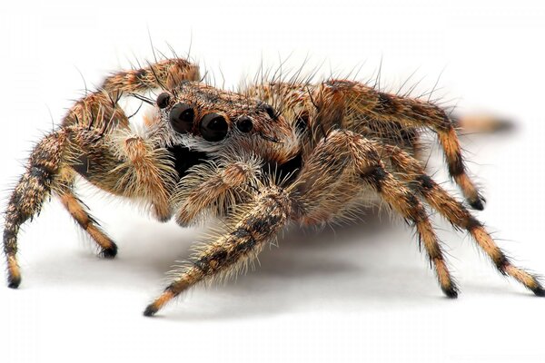 Große haarige Spinne auf weißem Hintergrund