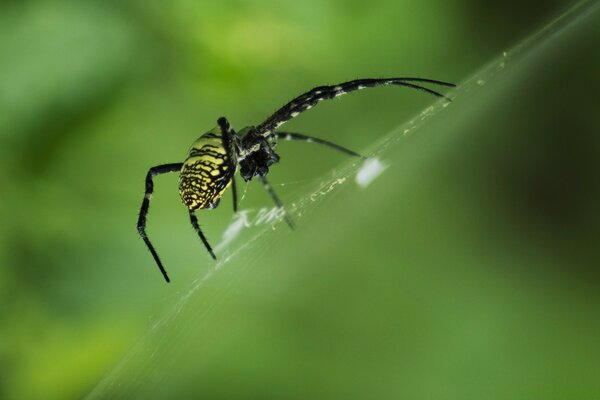 Araña de color amarillo-negro de pie en una tela de araña en el fondo de la vegetación