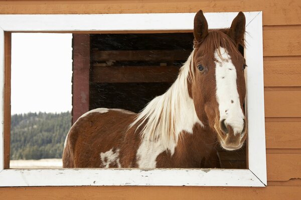 A brown and white horse looks out the window