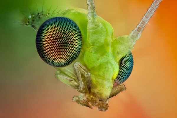 Fotografia macro di insetti della fauna selvatica