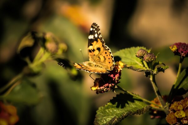 Yellow butterfly on a green leaf