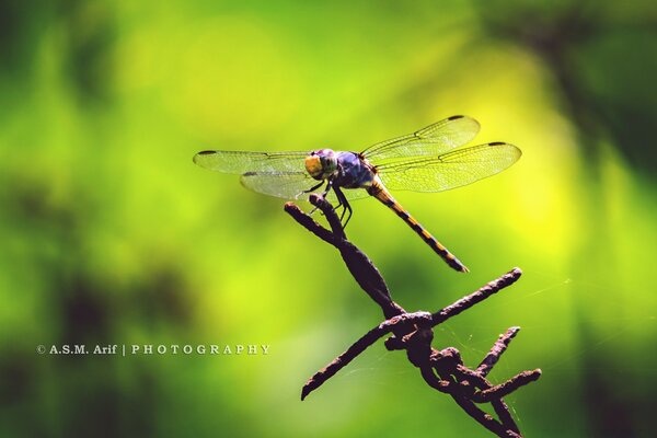 Dragonfly on a brown twig