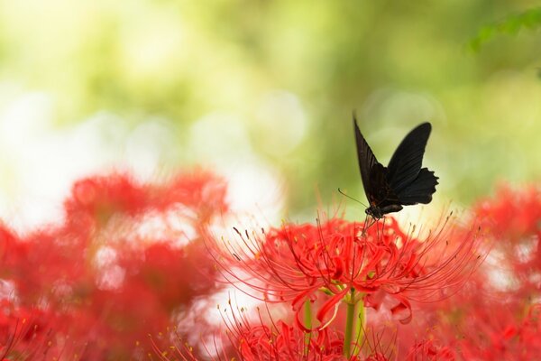 Bspochka auf einer Blume. Rote Blumen. Die Natur. Sommer