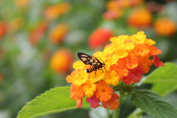 Insect of the wild nature butterfly