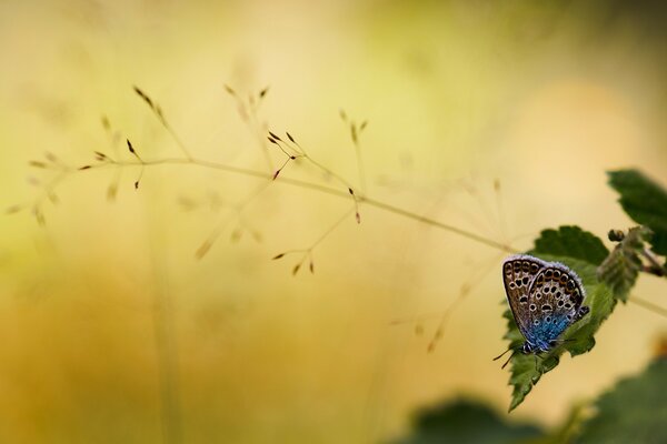 Ein Schmetterling sitzt auf der Blume, der Hintergrund ist gelb, die Natur ist gut