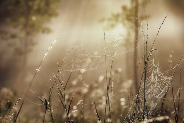 A delicate cobweb. Cobwebs on the grass. Summer