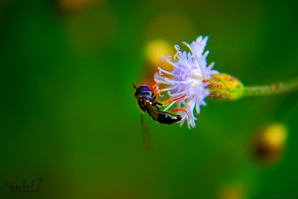 Eine Wespe mit roten Pfoten sitzt auf einer Blume