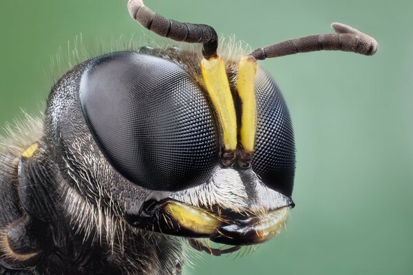 Fotografía aproximada de los ojos de un insecto