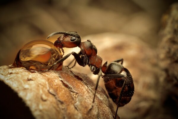 Macro d une fourmi dans la nature