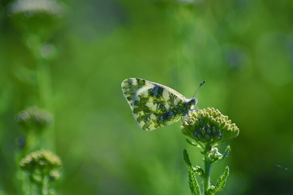 Schmetterling sitzt auf Blütenstand auf grünem Hintergrund