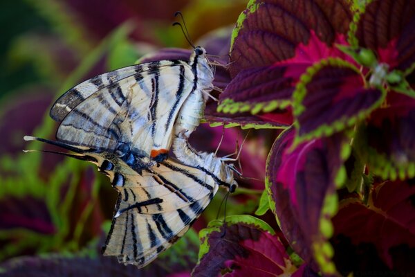 Butterfly and wheels. A mottled butterfly. Beautiful leaves