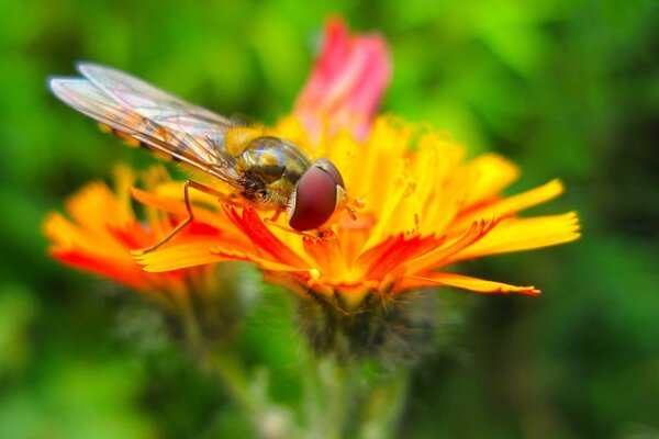 A bee is sitting on a yellow flower