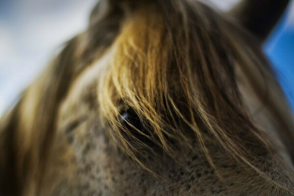 Foto borrosa de la melena de caballo