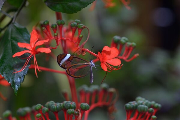 La mariposa con alas transparentes es rara y hermosa