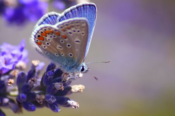 Borboleta de lavanda sentada em uma flor