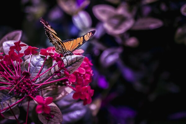 Mariposa en la flor. Flores rojas. Fondo oscuro