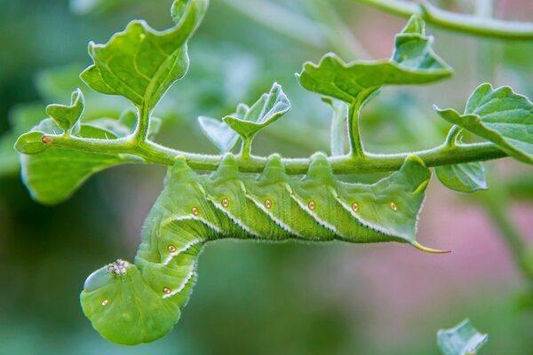 Mimetismo de oruga verde debajo de la hoja de la planta