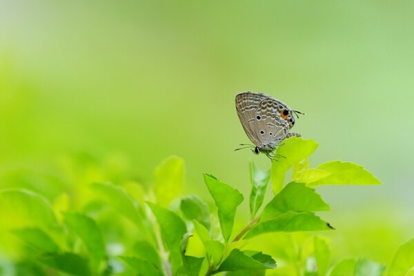 Papillon assis sur une feuille verte