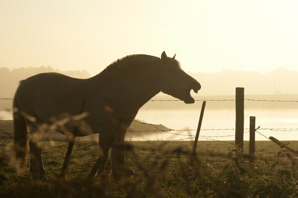 The horse neighs against the background of the lake