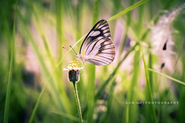 Rosa Schmetterling auf einer Blume. Schmetterling im Gras. Sommer