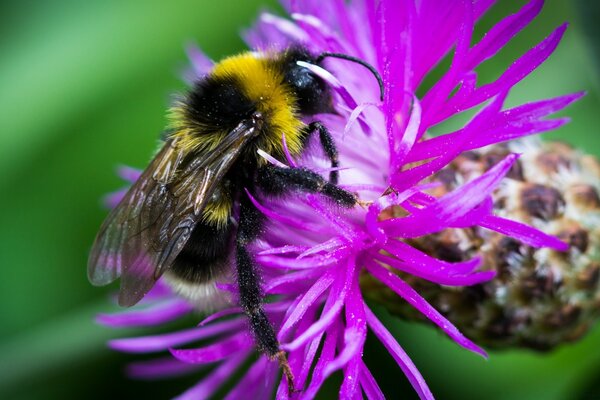 La nature et les insectes un tout